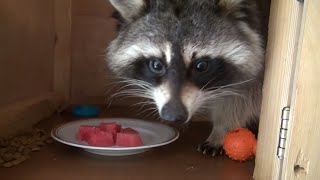 ТОП 5 Лучшие видео про енота. Еноты приколы 2016. TOP 5 Best video cute funny raccoons 2016. ТОП 5 Лучшие видео про енота. Еноты приколы 2016. TOP 5 Best video cute funny raccoons 2016.