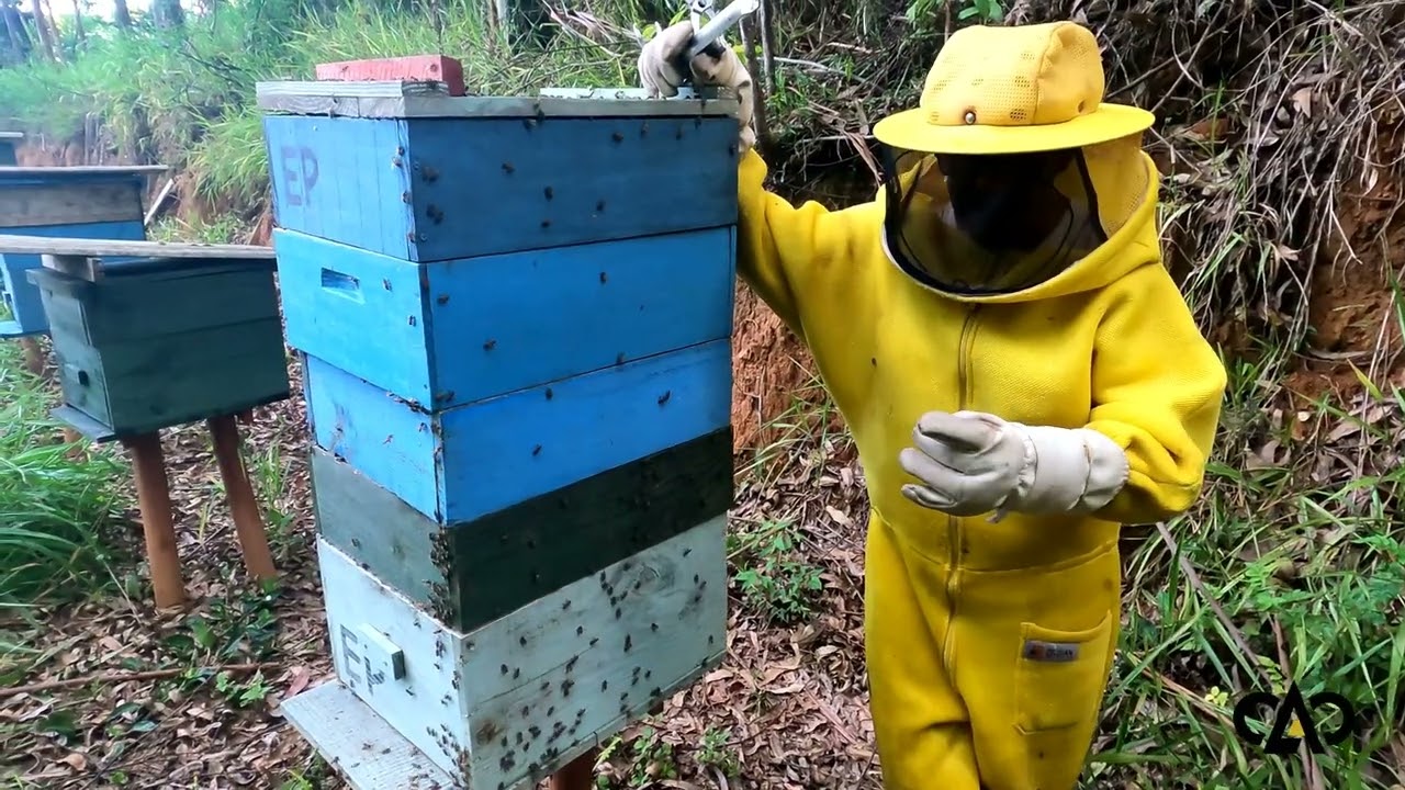 Iniciando nossa Colheita de Mel