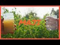 MAJI MAJI