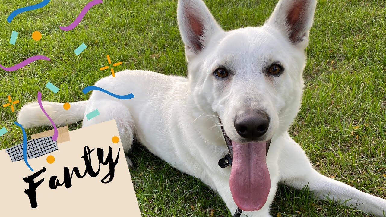 Best Dog Training in Chicago! 2 Year-Old German Shepherd, Fanty!