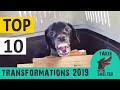 Top 10 most amazing animal rescue transformations of 2019 - Takis Shelter