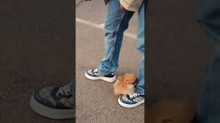 Orange Sable Pomeranian "Kisses" from Rollypups