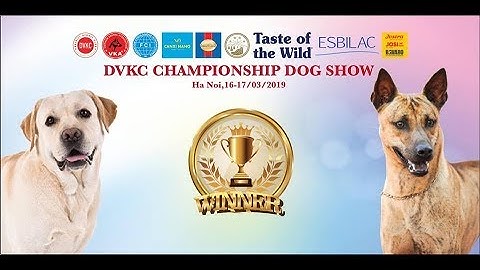 Tập 9: Quốc Khuyển đối đầu - Chó Phú Quốc vs Chó H