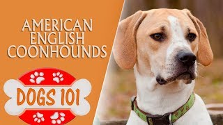 Dogs 101   American English Coonhounds  Top Dog Facts About the  American English Coonhounds