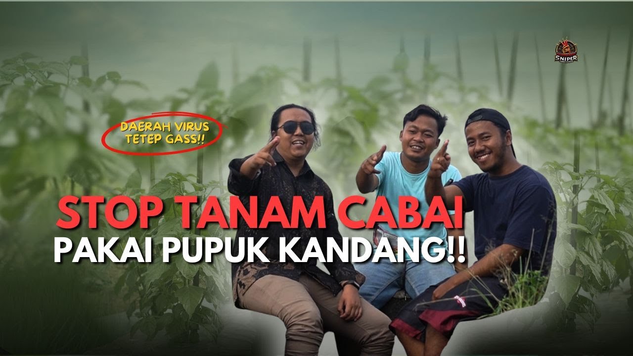 TANAM CABAI TANPA PUPUK KANDANG, HASILNYA JUSTRU AMAN!! | METODE BUKU SAKTI