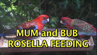 Native Birds Of Australia - Mum And Bub Rosella Feeding