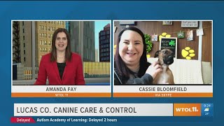 Lucas County Canine Care & Control has dogs for adoption | Your Day