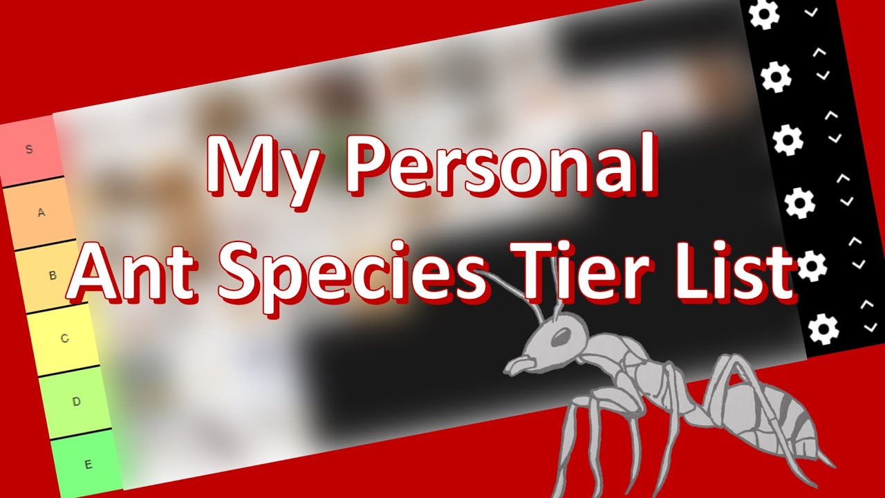 Ant Species Tier List (Personal) YouTube