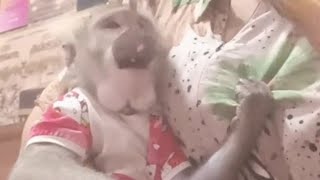 Saur bersama monyet Mona dan Moni sekeluarga