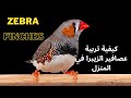 تربية عصافير الزيبرا من الالف الي الياء طبق هذه الشروط وستنجح في تزاوج وإنتاج طيور الزيبرا