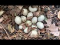 Mallard duck nest | March 25 2021