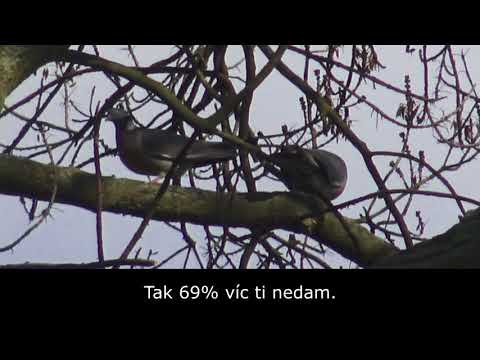 Video: Prečo Holuby Pri Chôdzi Kývajú Hlavou, Nesadajte Si Na Stromy A Iné Zvláštnosti