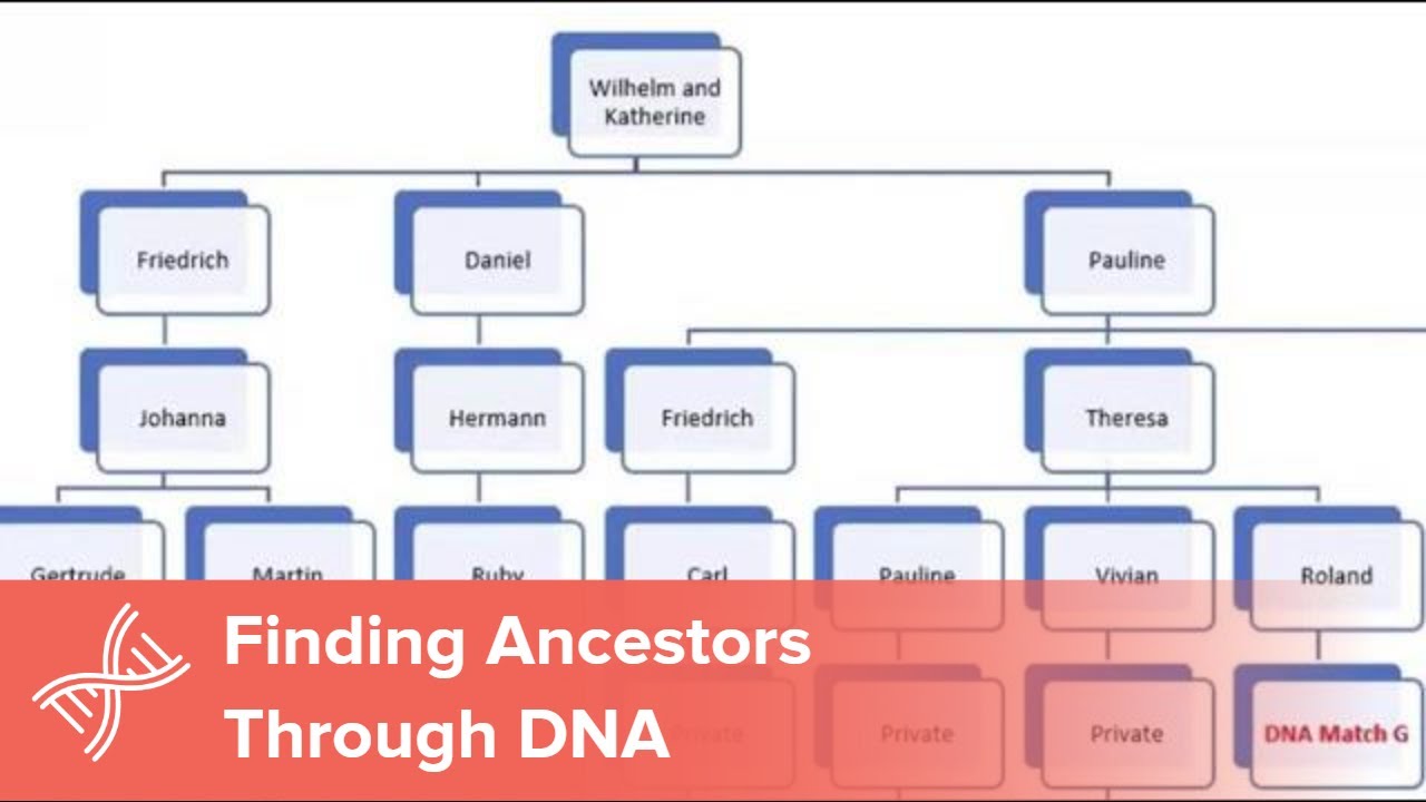 Genetic Genealogy For Family History Researchers - MyHeritage Knowledge Base