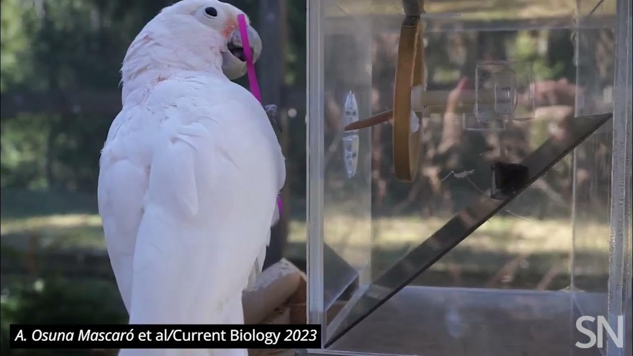 Cockatoo filmed making tools from twigs, wood and cardboard to reach nut