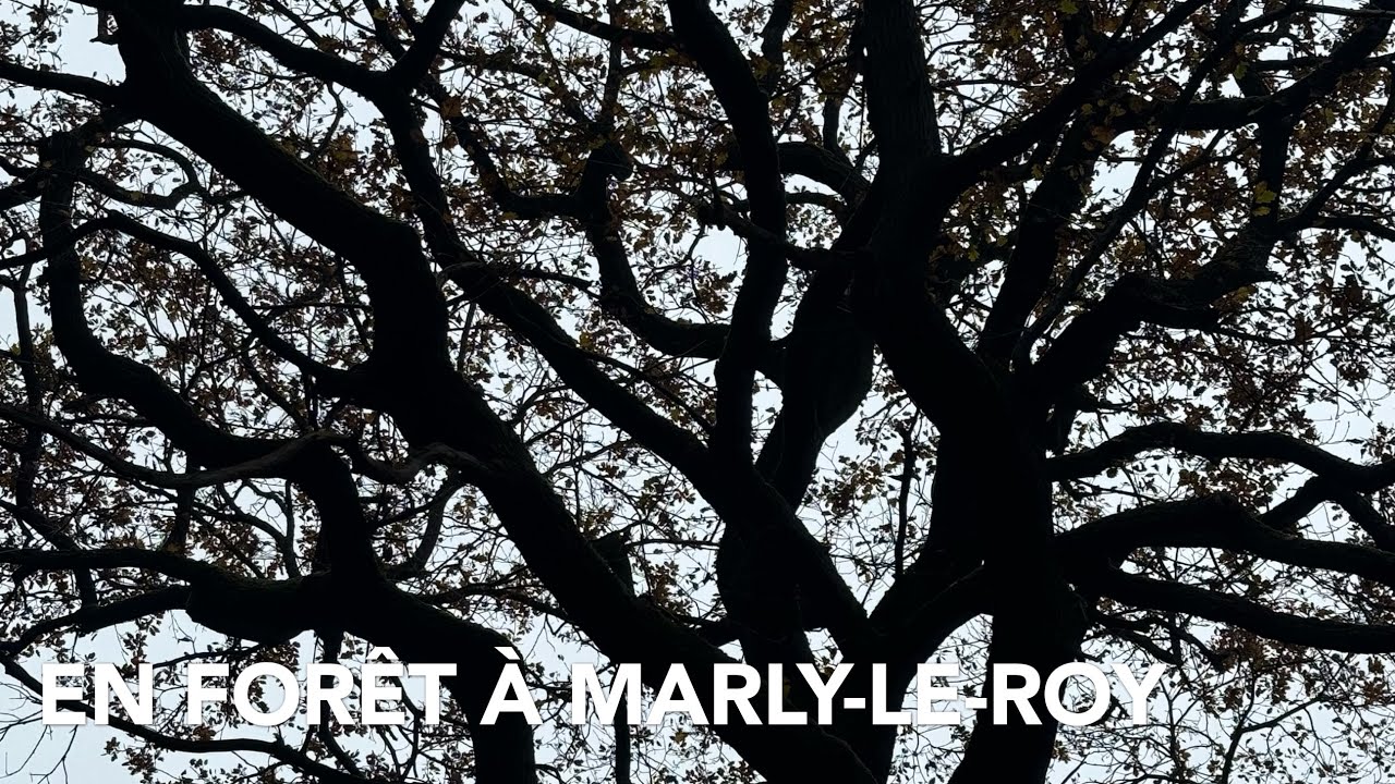 EN FORÊT À MARLY-LE-ROI