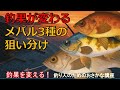 【メバリング入門】メバル３種の区別とポイント・ワームの選び方
