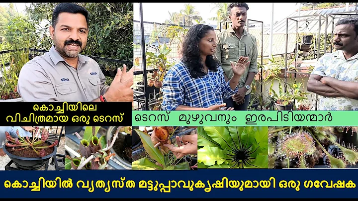 കൊച്ചിയിൽ ഒരു ടെറസ് മുഴുവനും ഇരപിടിയന്മാർ  #kochin #kerala #carnivorusplants #nature #terracegarden