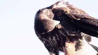 Last day Falconry season screenshot 4