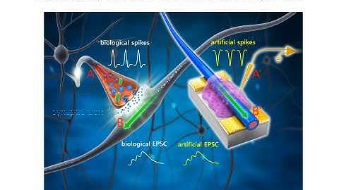 Artificial Nanowire Synapse