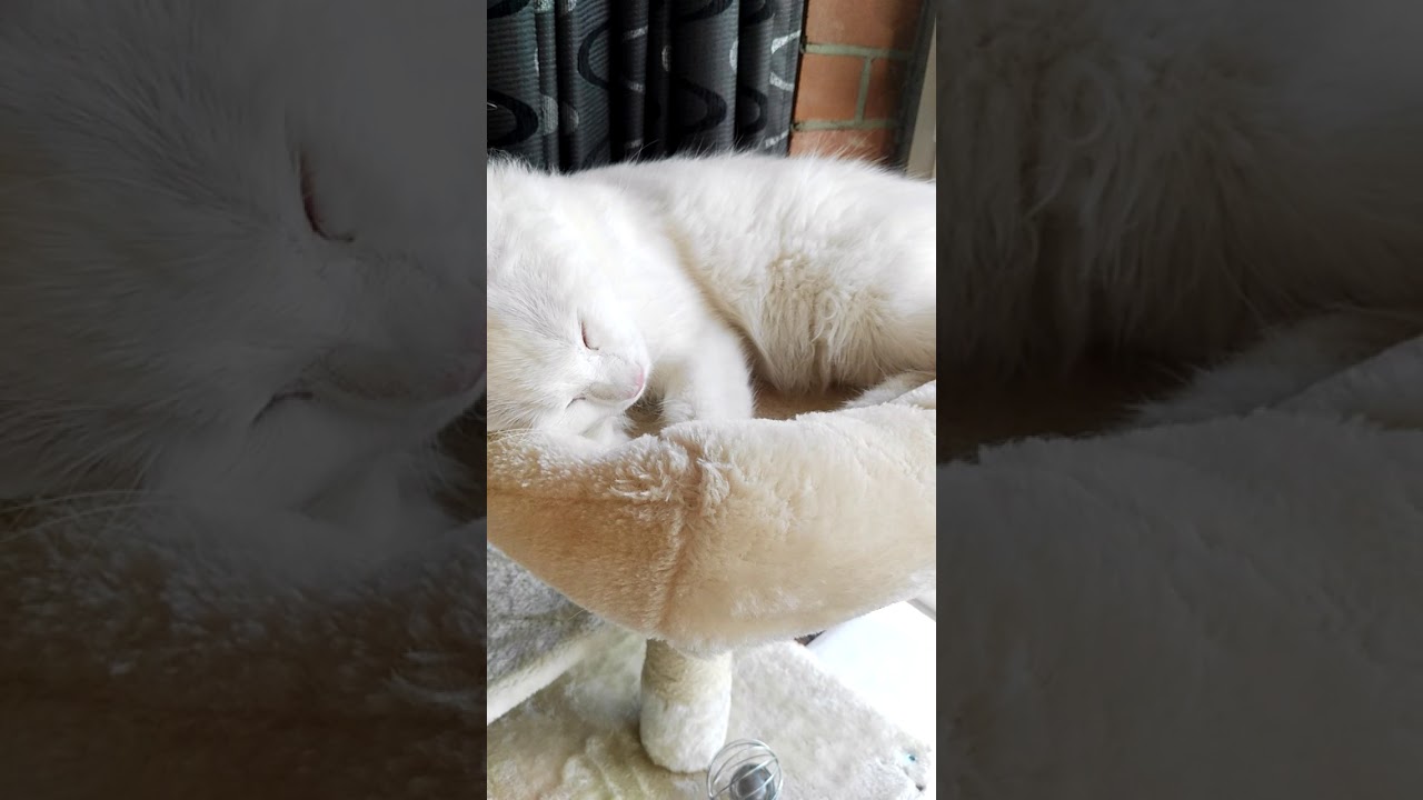 Sevimli kedi küsmüş YouTube