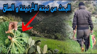 العيش في الريف الجزائري -البحث عن نبتة القرنينة و السلق في البرية
