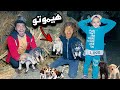 أنقذت أجمل 4 كلاب في العالم من البرد كانو هيموتو أنقذت أجمل 4 كلاب في العالم من البرد كانو هيموتو