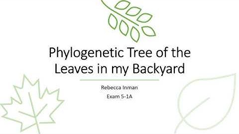 Phylogenetic Tree of Yard Leaves