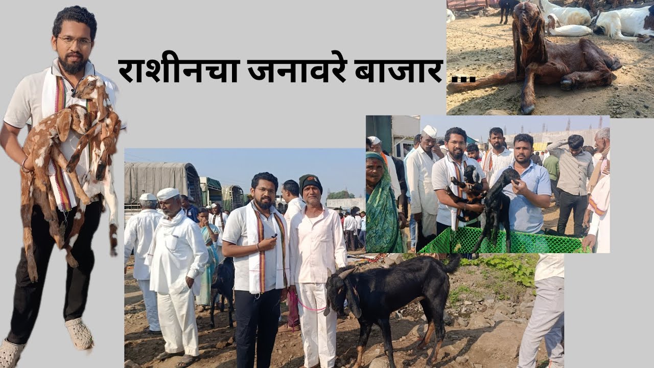 राशीनचा जनावरे बाजार ...