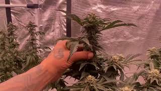 My Motor Breath for the Deadievol Grow Off !!! @KindLEDGrowLights @Deadeyeevil420