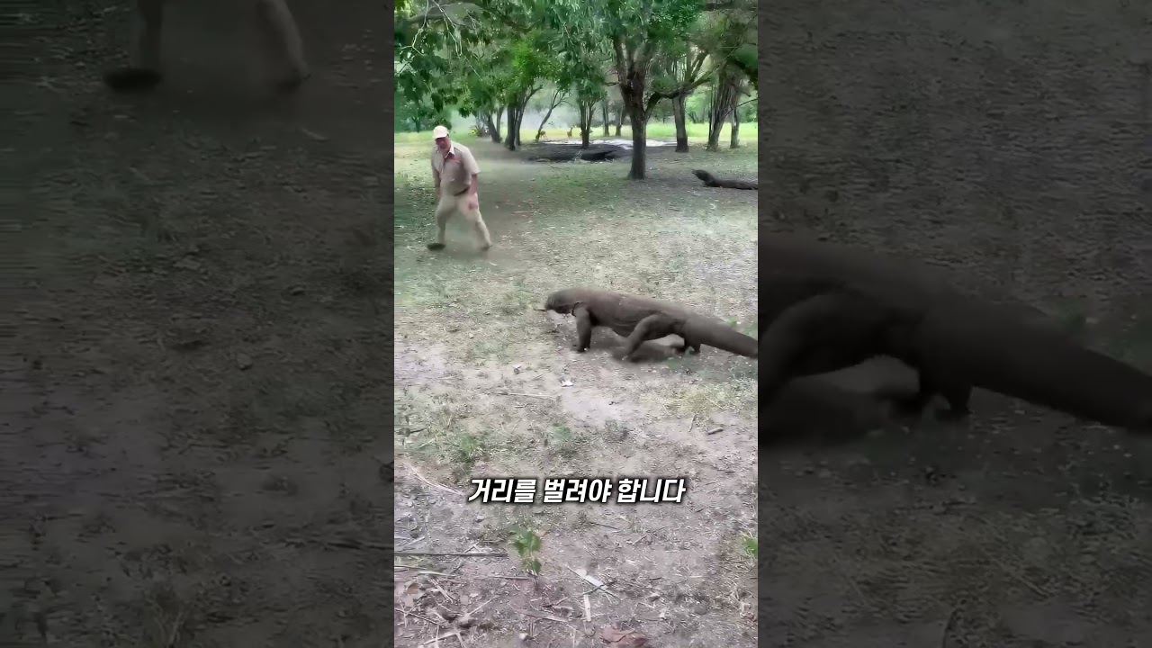 코모도왕도마뱀에게서 살아남는 방법