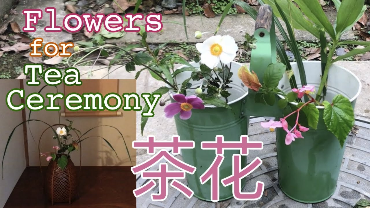 #9 Flowers for Tea Ceremony◉お稽古日の茶花　#茶花