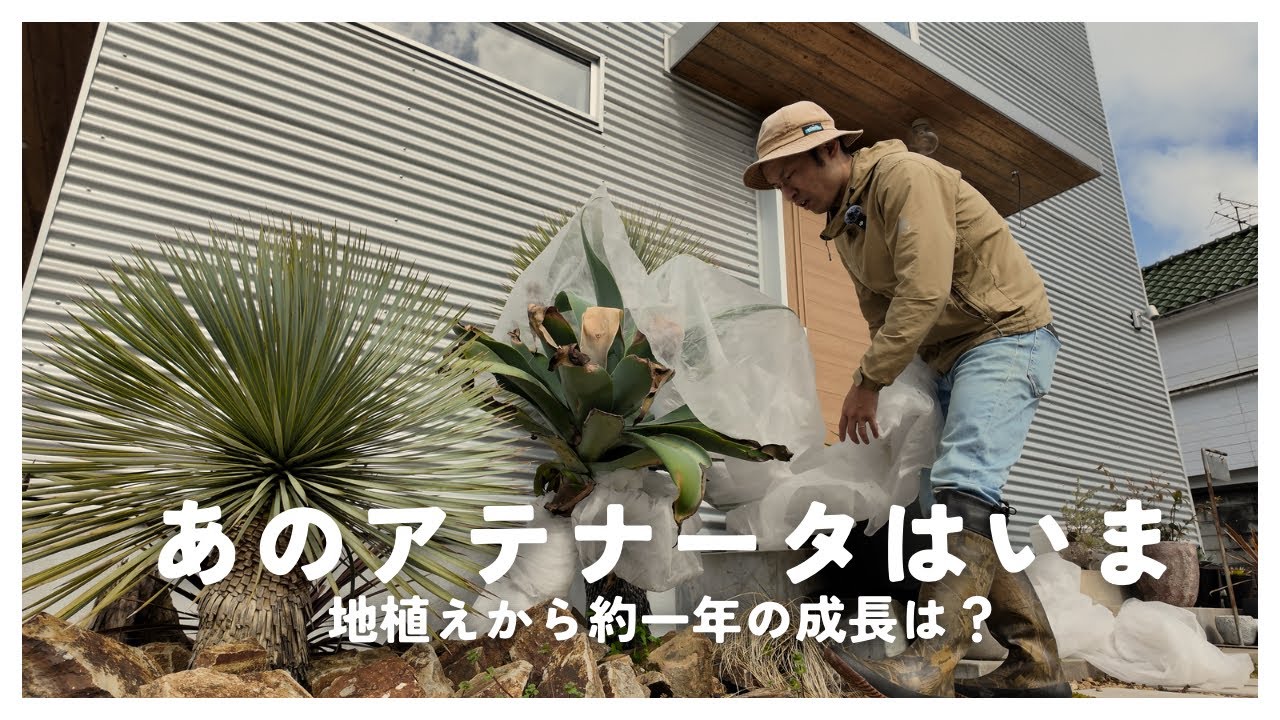 地植えアガベ】アテナータは冬を越せたのか？はじめての地植えから一年