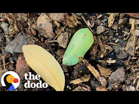 Woman Revives Mysterious Green “Lump” In Her Garden | The Dodo