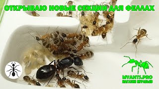 Открываю новые секции для муравьев вида Camponotus fellah (Феллахи)