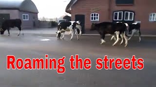Download Lagu Kalveren naar binnen / Getting the calves in MP3 Download Lagu Kalveren naar binnen / Getting the calves in MP3