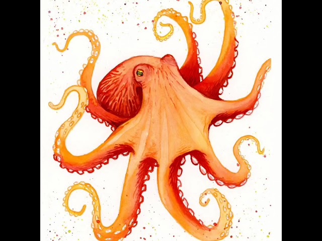 Сколько сердец у осьминога?