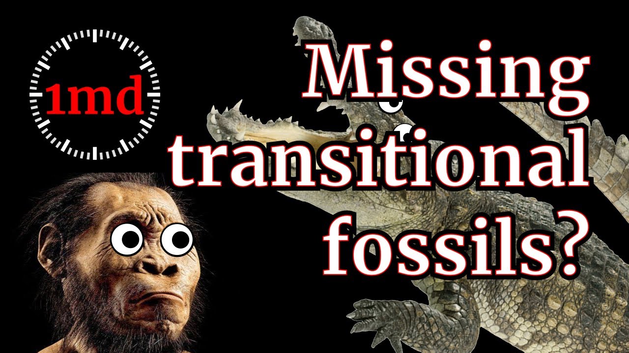 1md-evolution-there-are-many-missing-transitional-fossils-youtube