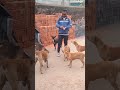 Dog Lover Shorts Khati Baz 