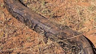 "Silent, powerful, and perfectly adapted—pythons are nature's master hunt