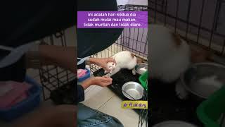 Perawatan Kucing yang Terkena Infeksi Virus Panleukopenia #shorts
