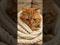 Cute Cat warm in winter Comfy Shawl#trend #viral #shorts