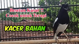 SOLUSINYA KACER DIAM MATUNG,!! Bongkar emosi Kacer gacor