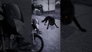 Wolf In Village Part 572