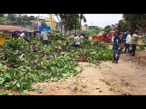 Árbol de pomarrosa cae y deja sin energía eléctrica a vecinos de Jr. Bolognesi cuadra 14