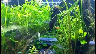 Live plant aquarium set up (kendrapara) status