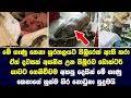 99න් තමයි බේරිලා තියෙන්නේ  - This woman who lived with pet snake and after vet said shocking story