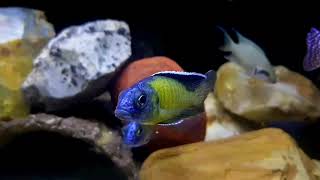 African Cichlids Aulonocara Stuartgranti Usisya Flavescent Pea Lake Malawi.
