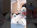 寝てるサモエドに「もしもし？聞こえてる？」 #samoyed #サモエド #癒し