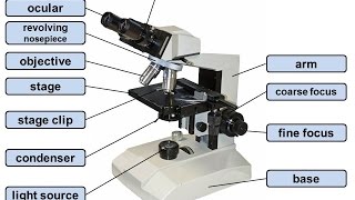 parts & components of a light microscope Understanding The Light Microscope By Peter Evennett