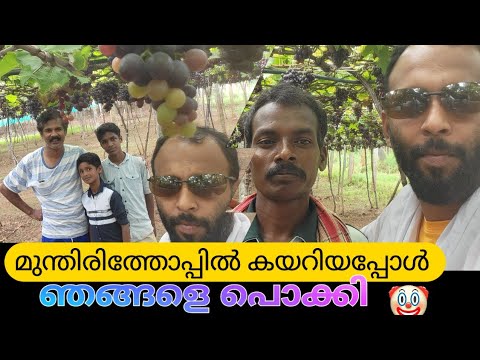 grapefruit farm | เดฎเตเดจเตเดคเดฟเดฐเดฟ เดฎเตเดทเตเดเดฟเดเตเด เดเดเตเดเดณเต เดชเตเดเตเดเดฟ๐